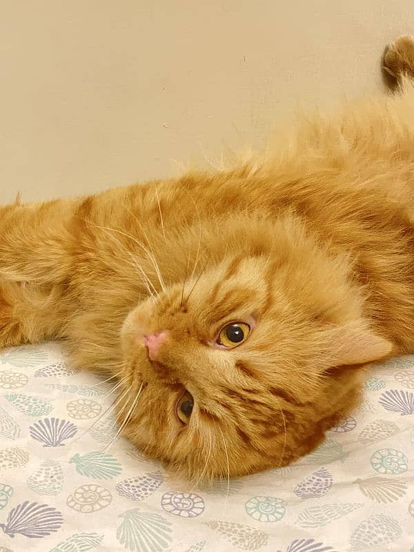 ginger cat | persian Kittens | brown cat | tripple | fluffy 7