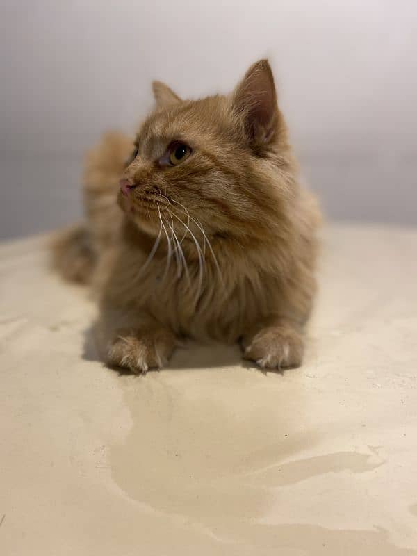 ginger cat | persian Kittens | brown cat | tripple | fluffy 8