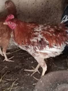 egg laying hens