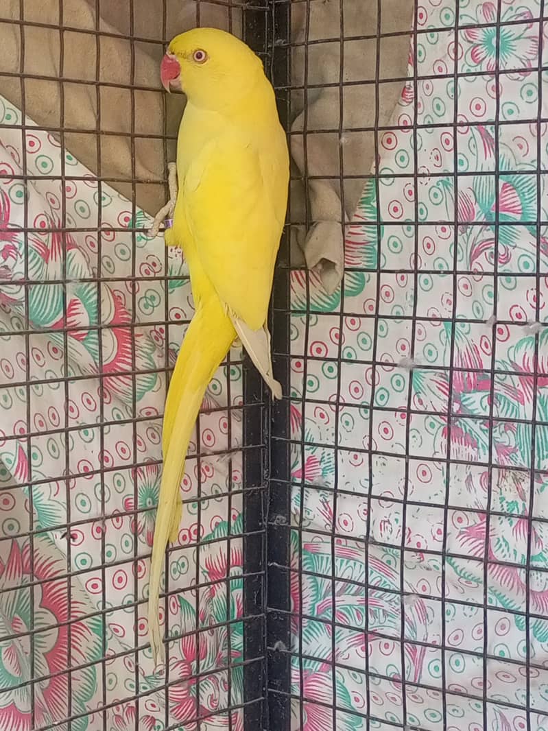 yellow ringneck female adult breed ke Liye ready hai 0