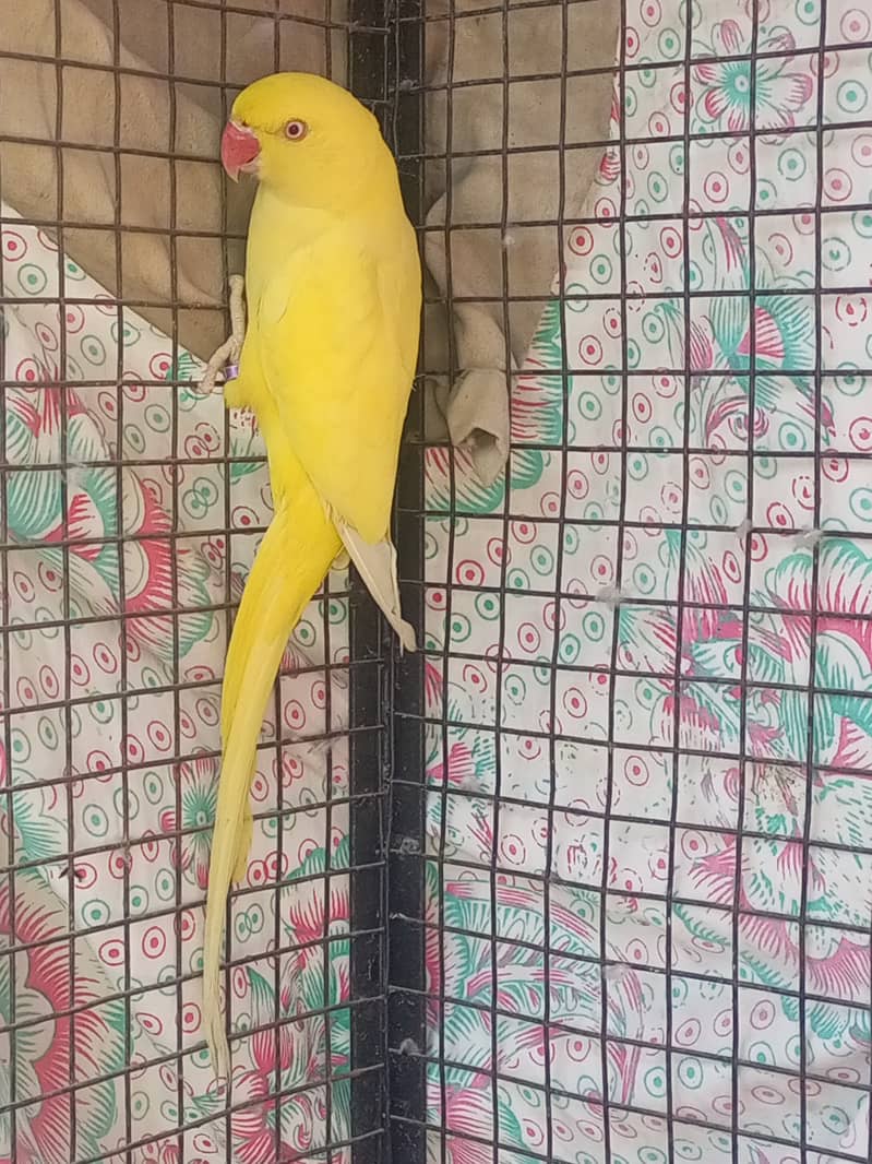 yellow ringneck female adult breed ke Liye ready hai 1