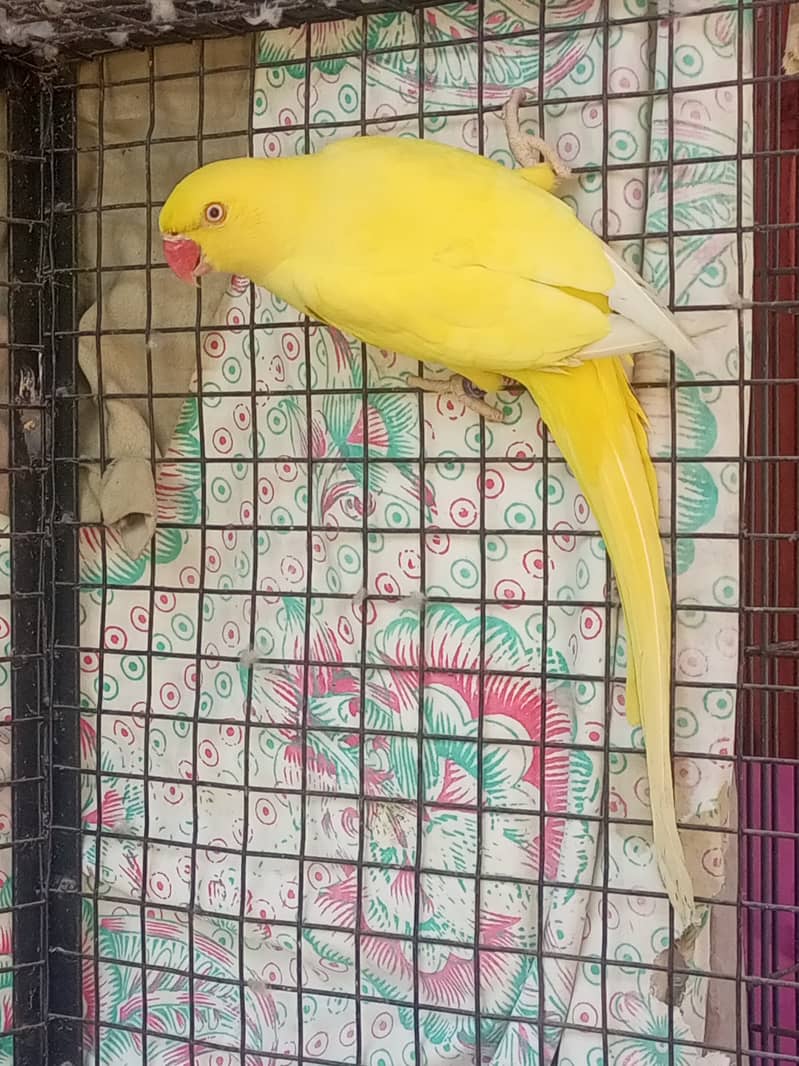 yellow ringneck female adult breed ke Liye ready hai 2