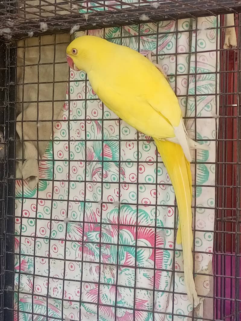 yellow ringneck female adult breed ke Liye ready hai 3