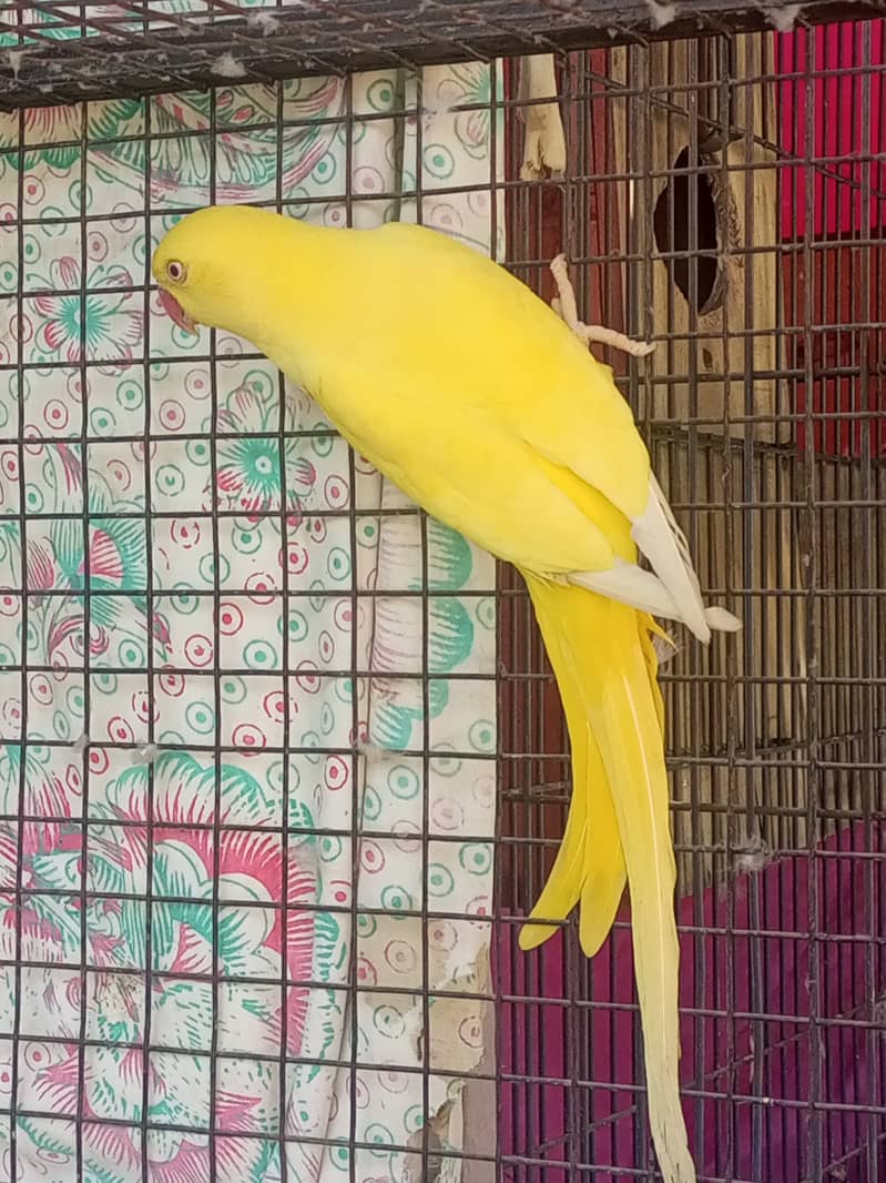 yellow ringneck female adult breed ke Liye ready hai 4