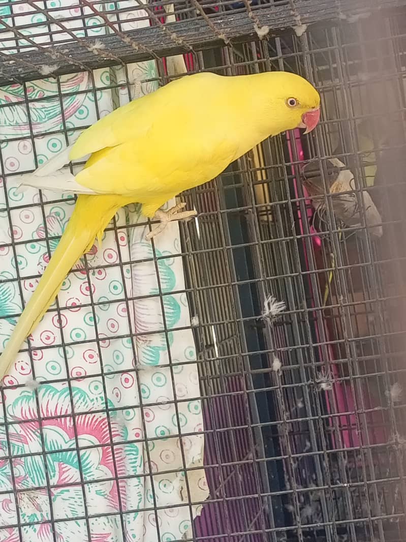 yellow ringneck female adult breed ke Liye ready hai 5