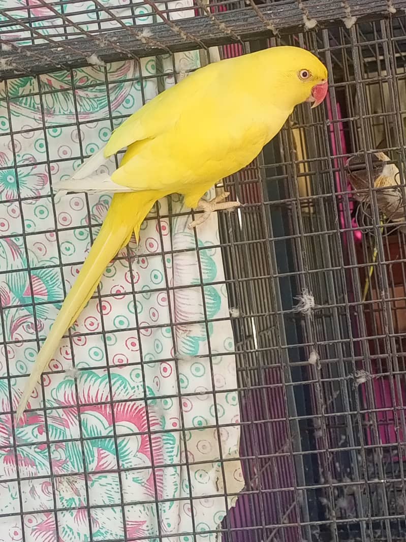 yellow ringneck female adult breed ke Liye ready hai 6