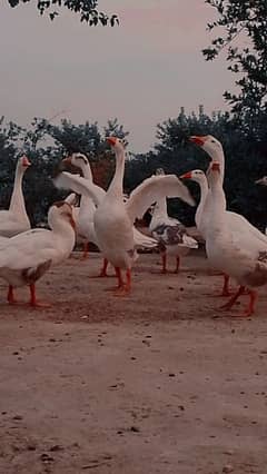 long neck ducks for sale