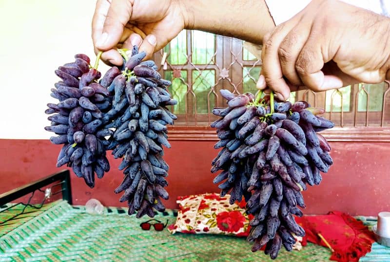 Imported Verity of Grapes 0