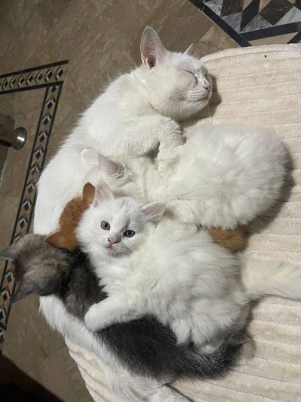 4 kitten 2