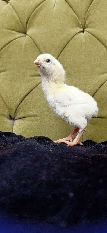 White O Shamo Chicks Extreme Quality 0