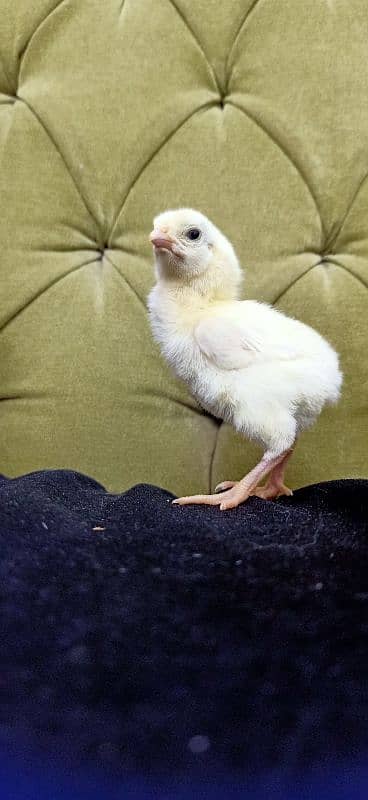 White O Shamo Chicks Extreme Quality 1