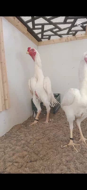 White O Shamo Chicks Extreme Quality 4