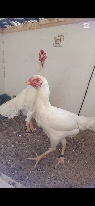 White O Shamo Chicks Extreme Quality 5