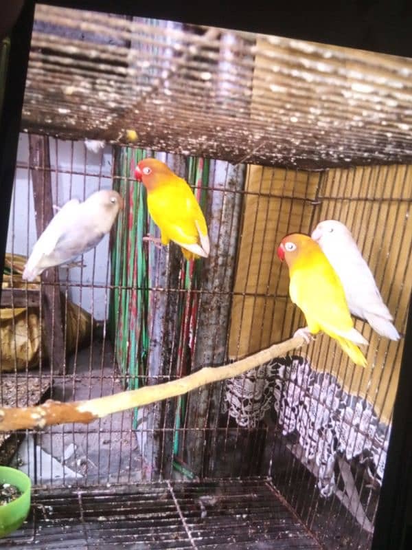 Love birds | Albino | Lutino persnata | Decino 0