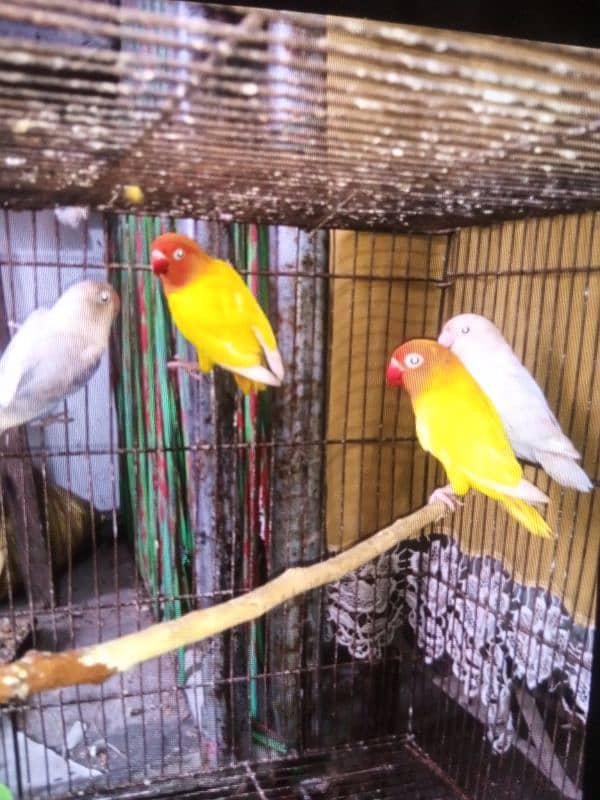 Love birds | Albino | Lutino persnata | Decino 1