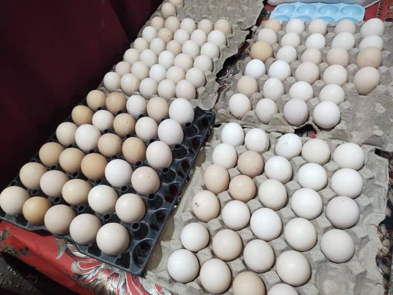 Pure Desi Gher ke murgio ke eggs 4