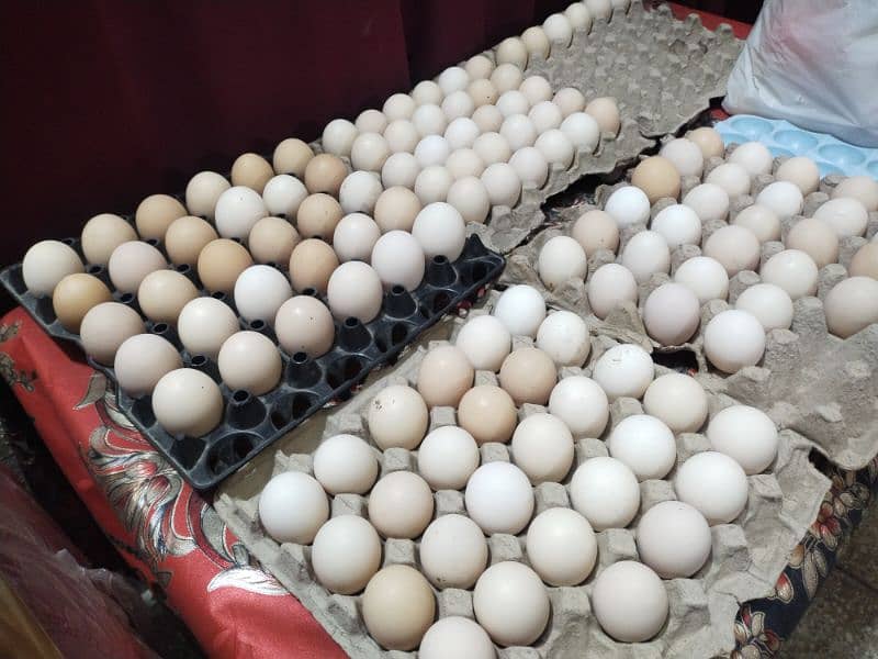 Pure Desi Gher ke murgio ke eggs 6