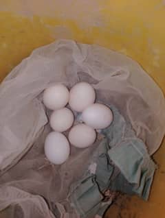 besi hen gher ke  eggs be ha 50rs per egg