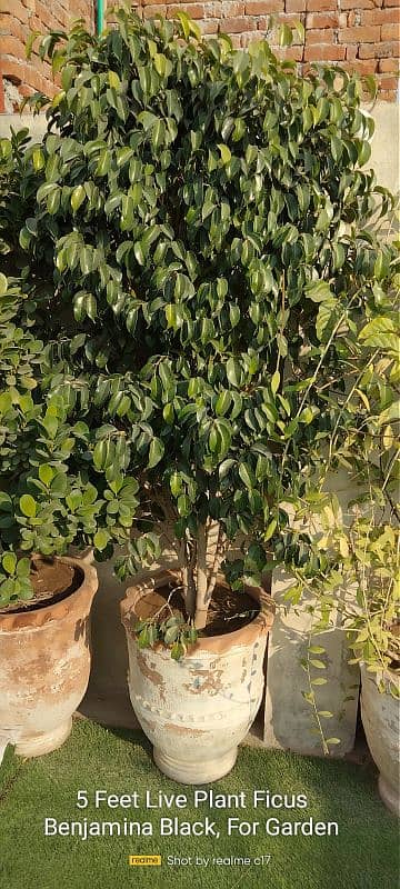 5 Feet  Ficus for sale price mention 1 pcs 1