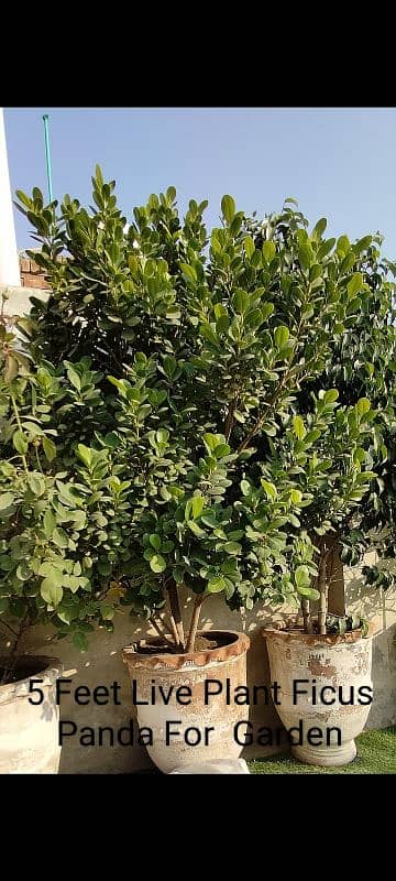 5 Feet  Ficus for sale price mention 1 pcs 2