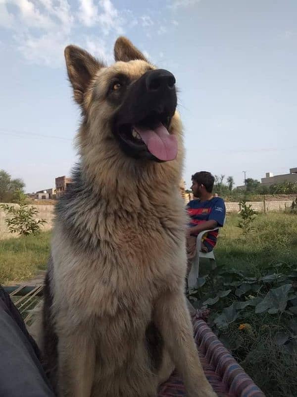 German Shepherd Confirm breeder Female 1