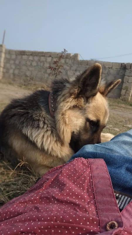 German Shepherd Confirm breeder Female 2