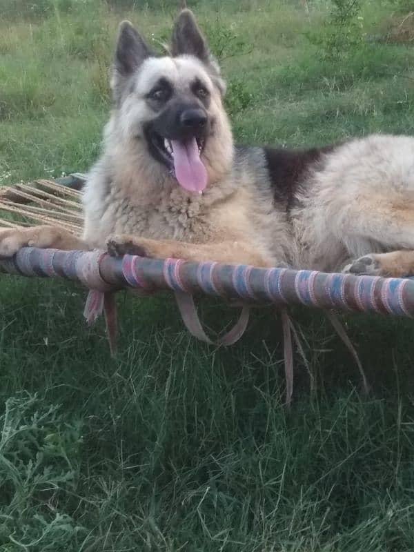 German Shepherd Confirm breeder Female 5