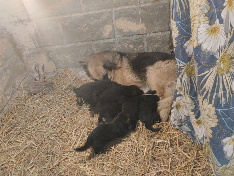 German Shepherd Confirm breeder Female 8