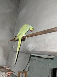 Raw parrot