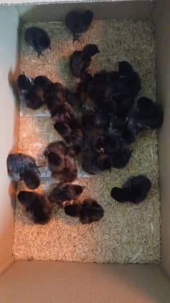 Ayam cemani chick's available for sale