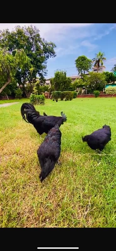 Ayam cemani chick's available for sale 1