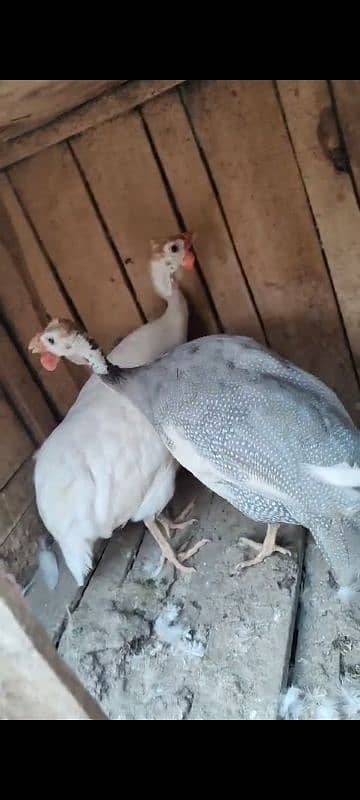 Guinea fowl breeder pair 0