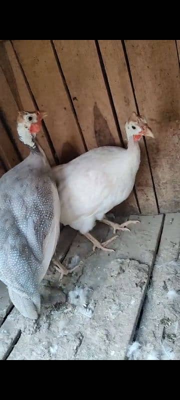 Guinea fowl breeder pair 1