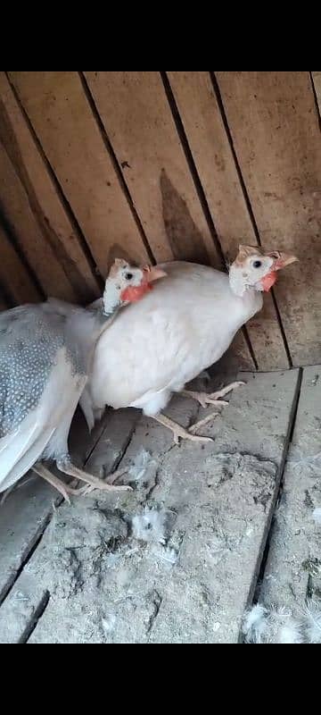 Guinea fowl breeder pair 2