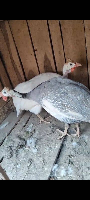 Guinea fowl breeder pair 3