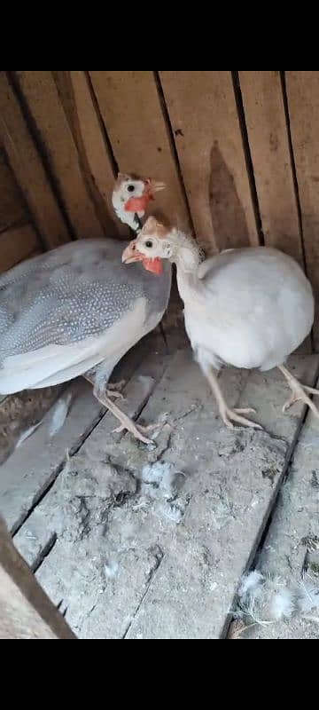 Guinea fowl breeder pair 4