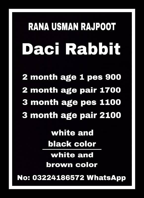 daci Rabbit for sale 03224186572 0