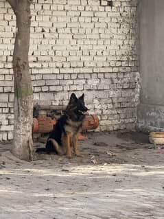 Double Coat Female German Shepherd