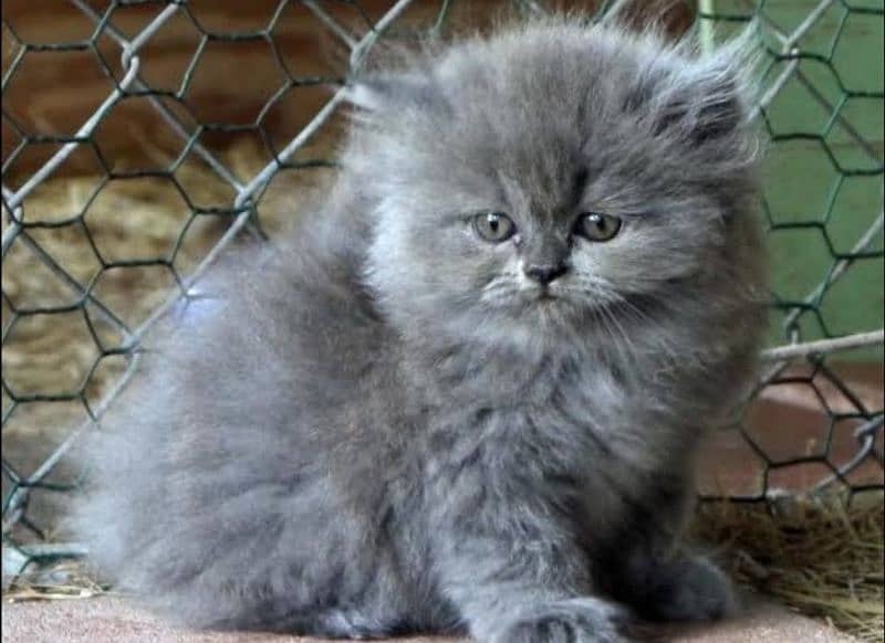 Persion Cat | persion kitten | Triple Coated for Sale |03361777030 1