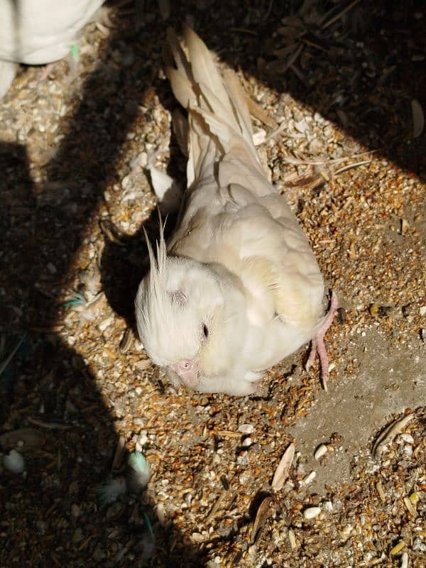 Cockatiel Parrots 1