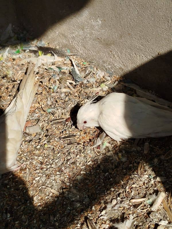 Cockatiel Parrots 2