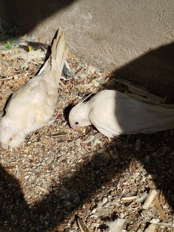 Cockatiel Parrots 3