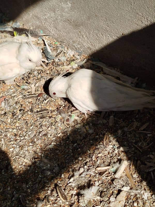 Cockatiel Parrots 4