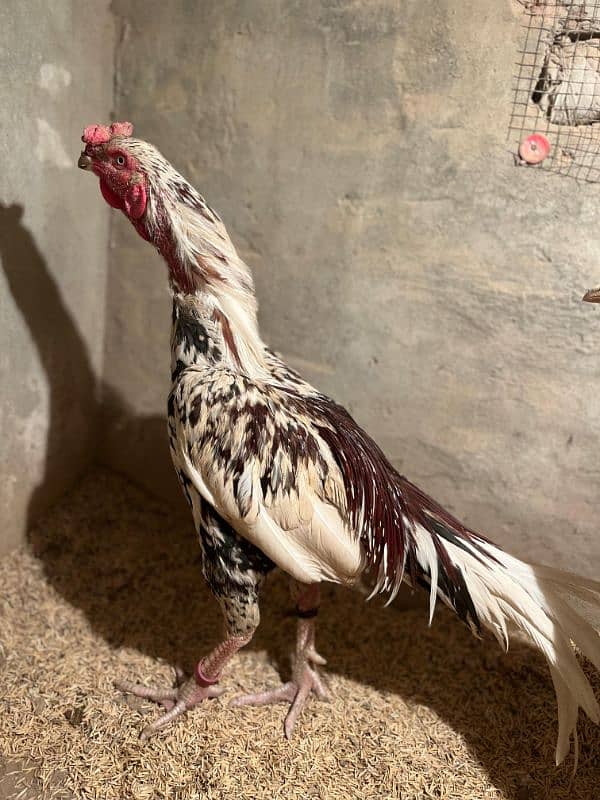 Aseel Laakha Male for sale 6