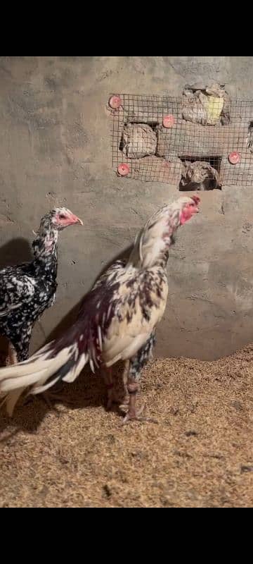 Aseel Laakha Male for sale 9