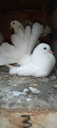 Silver Tail 0Kali Chicks Pair