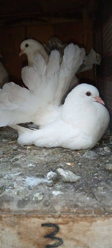 Silver Tail 0Kali Chicks Pair 0