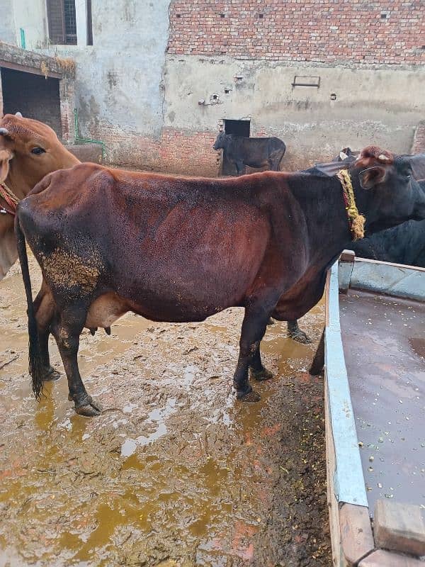 Cross cow for sale 0