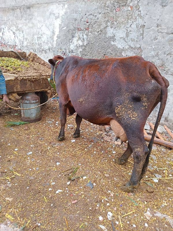 Cross cow for sale 3