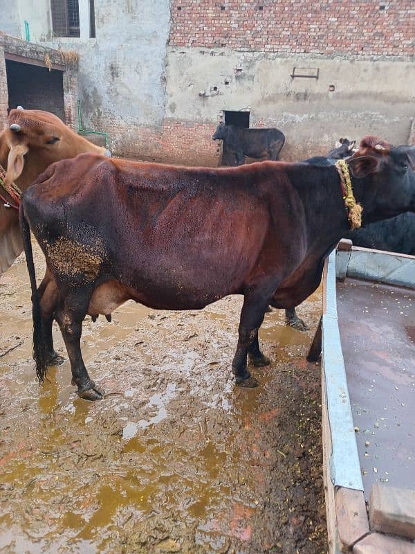 Cross cow for sale 4